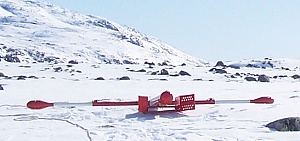 Bird in Greenland