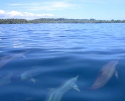 Underwater creatures